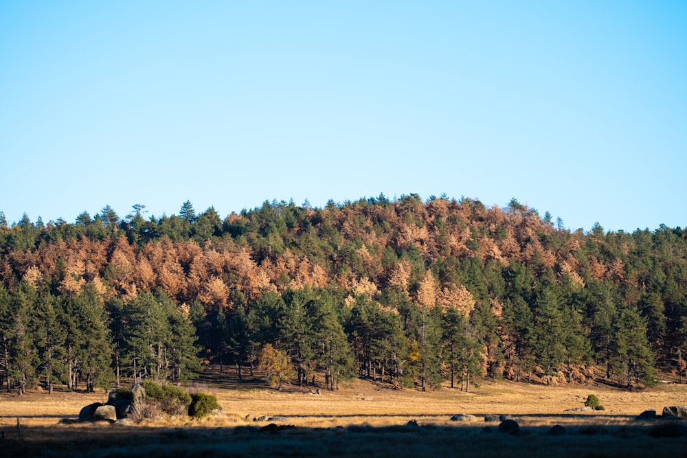 a field with trees and a hill in the background