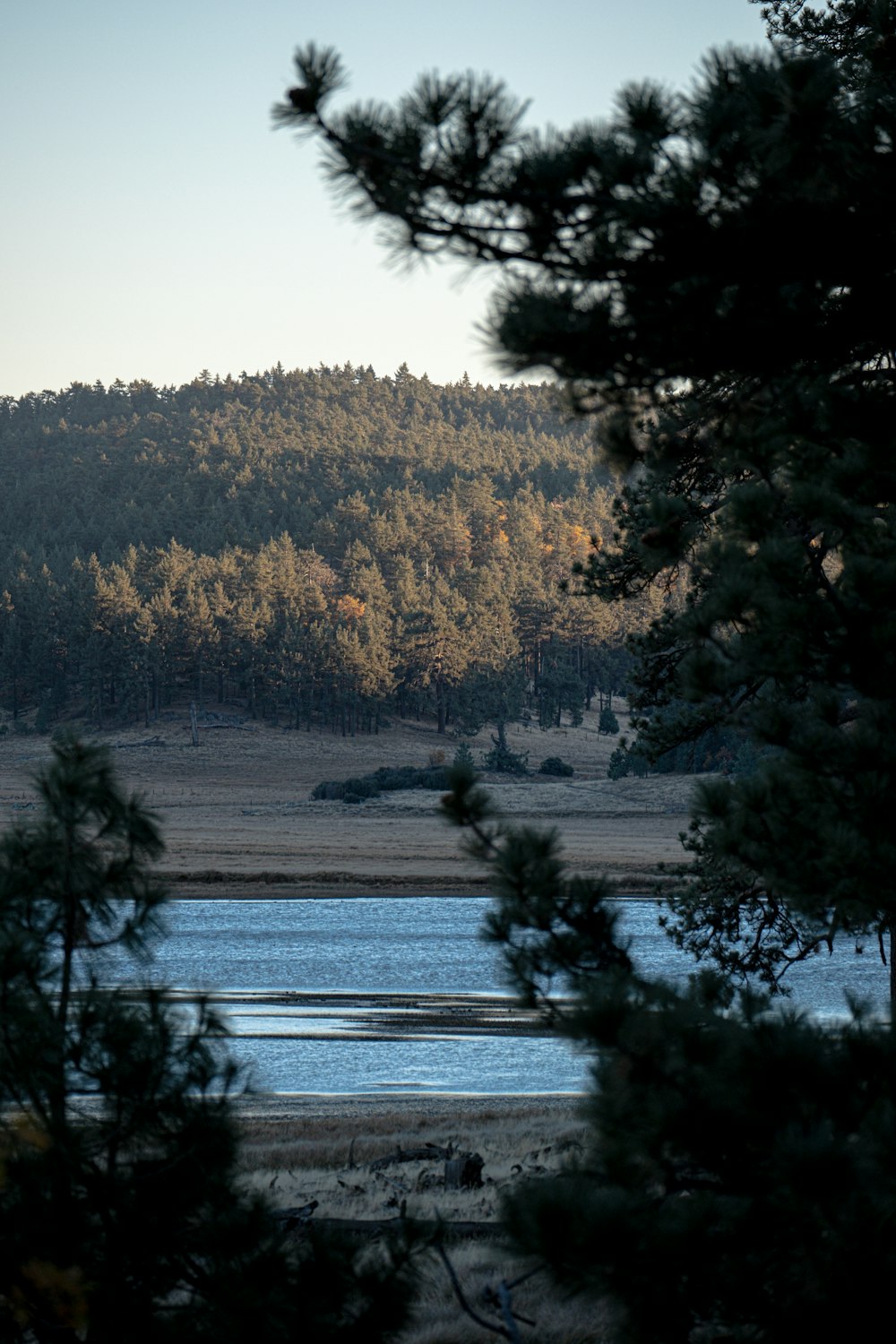 un grand plan d’eau entouré d’arbres