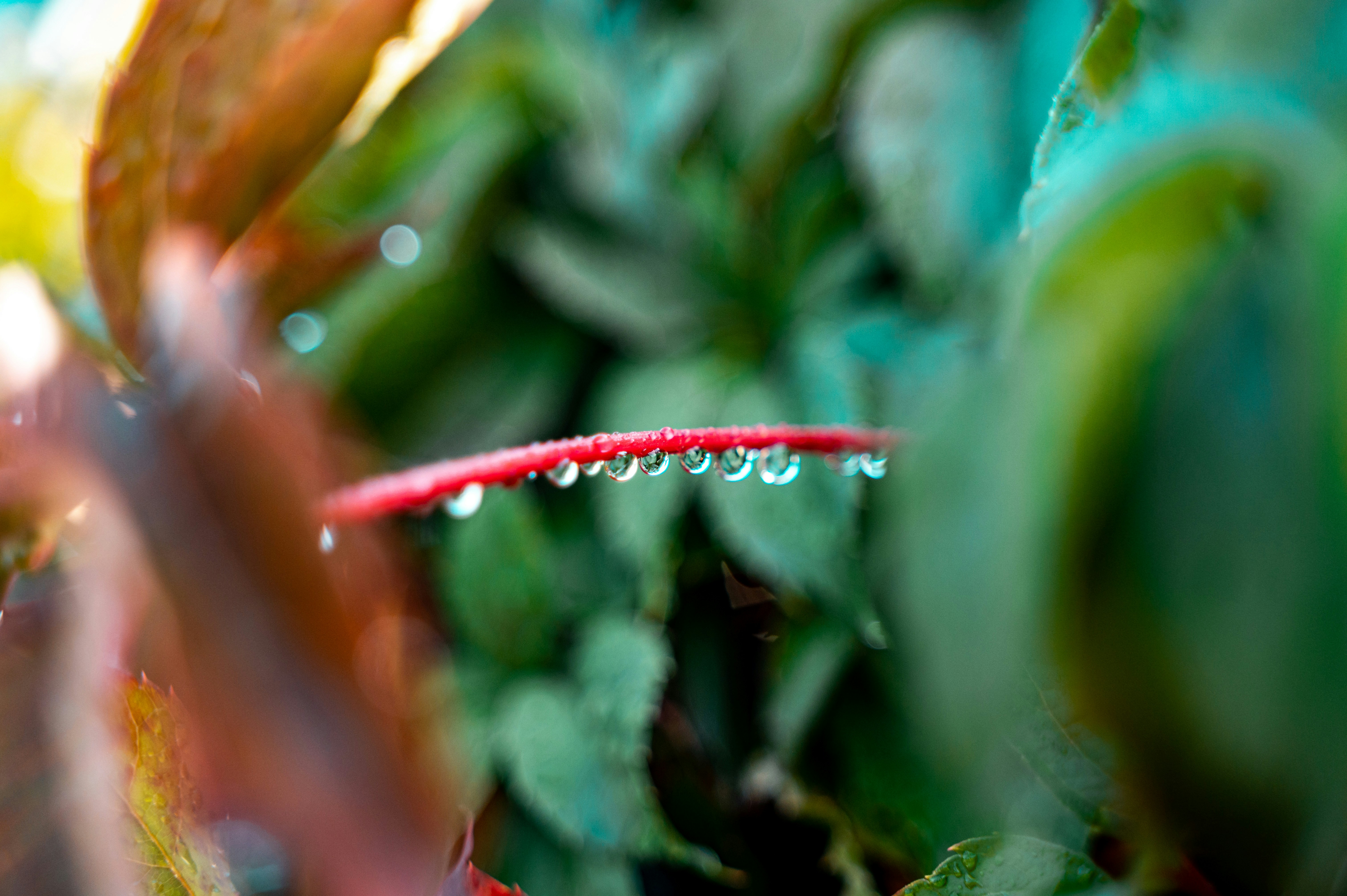a close up of a plant with drops of water on it
