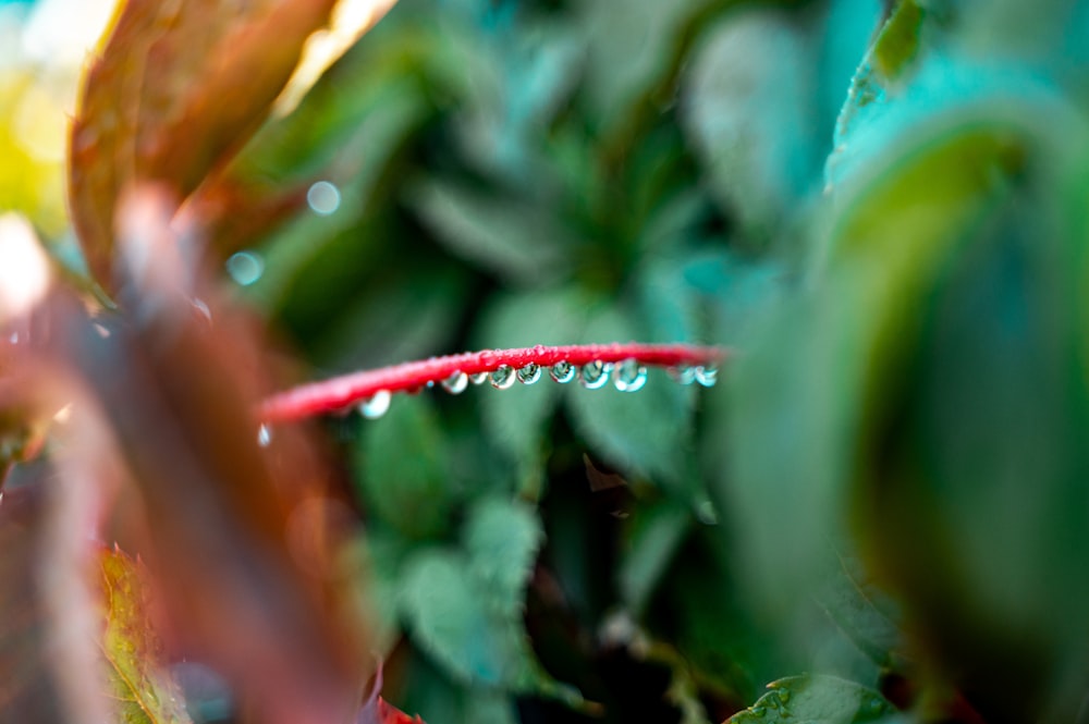 a close up of a plant with drops of water on it