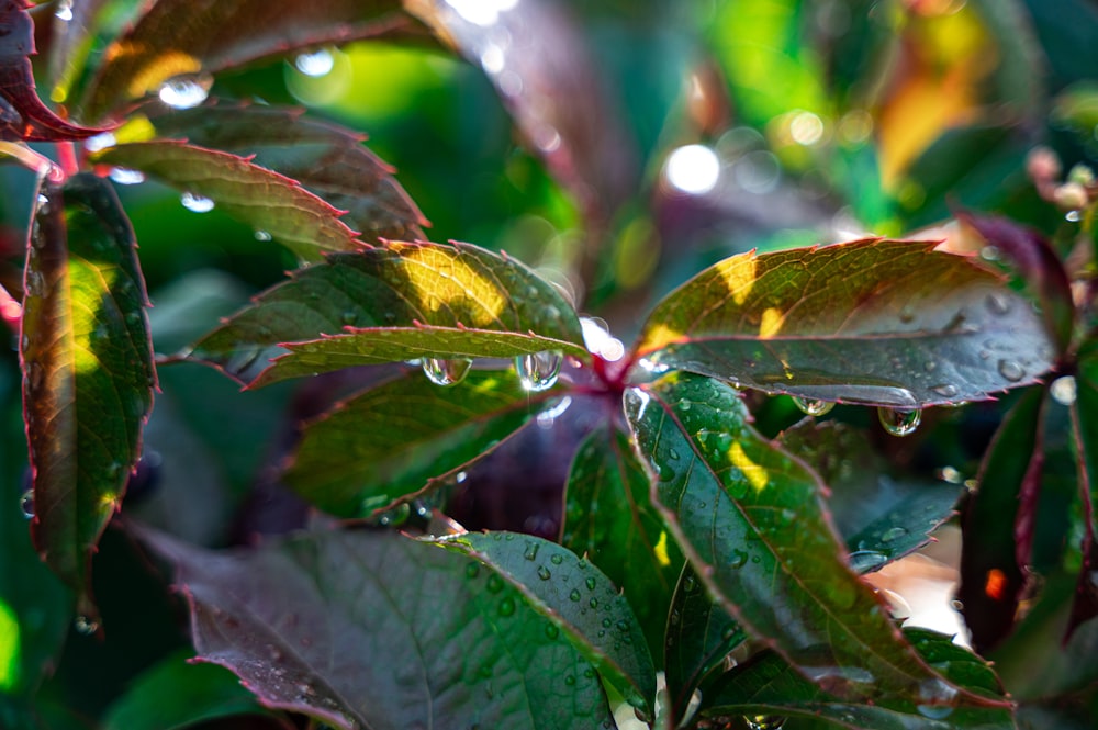 a close up of leaves with water droplets on them