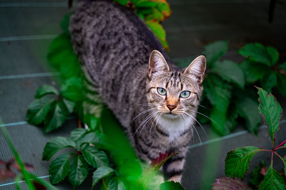 a cat standing in the middle of a garden