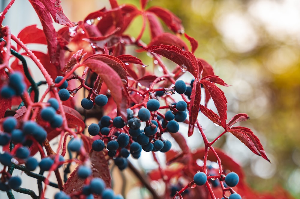berries are growing on a tree with red leaves