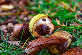 Close-up of fresh organic chestnuts still on the tree branch in a sunny orchard.