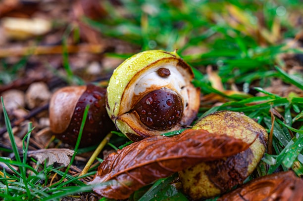 Close-up of fresh organic chestnuts still on the tree branch in a sunny orchard.