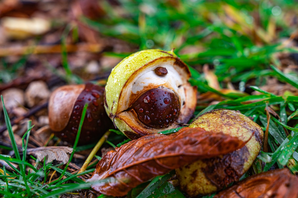 a group of fruit sitting on top of a grass covered ground