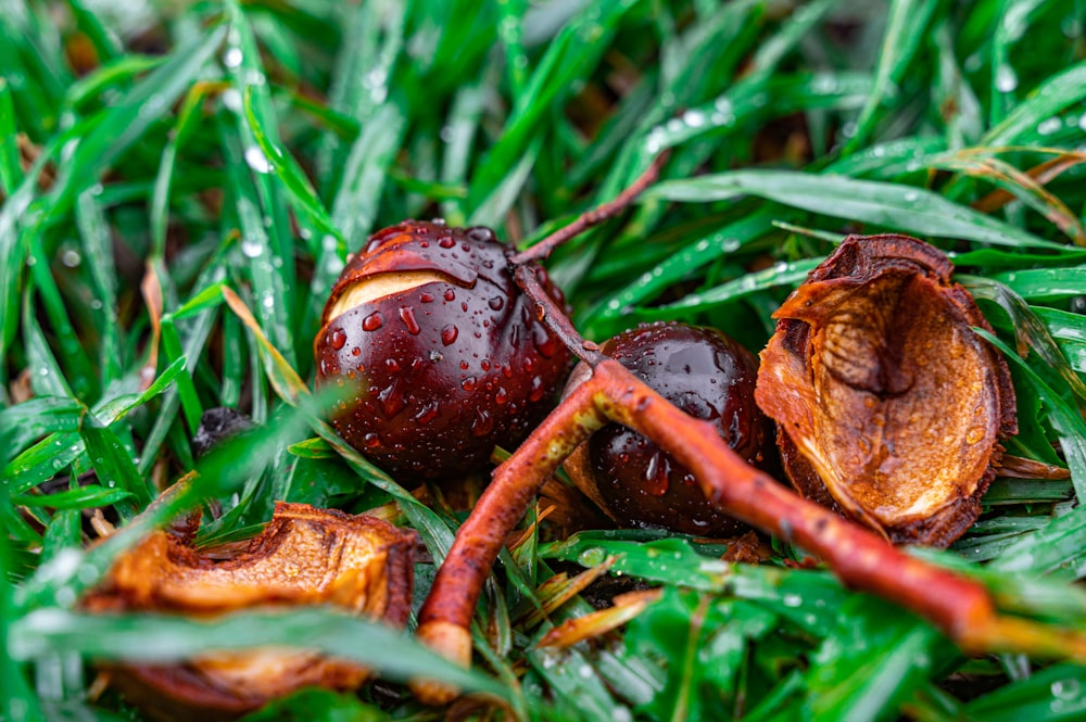 a close up of some fruit on some grass