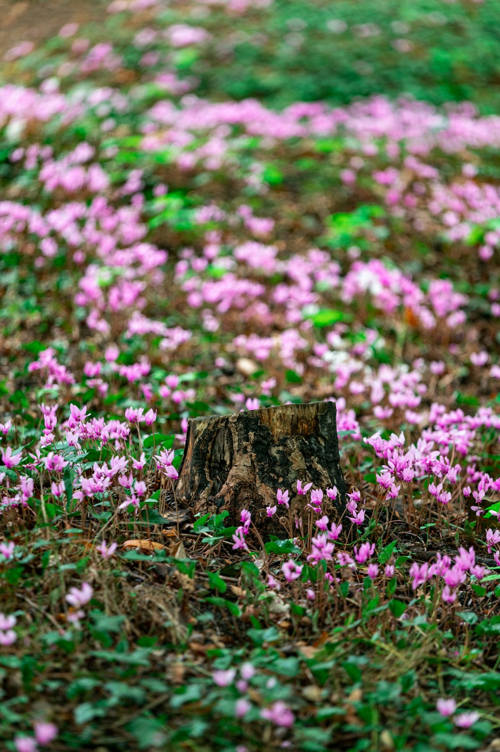 a field full of pink flowers next to a tree stump