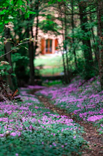 A winding path through vibrant wildflowers leading to a charming retreat lodge.