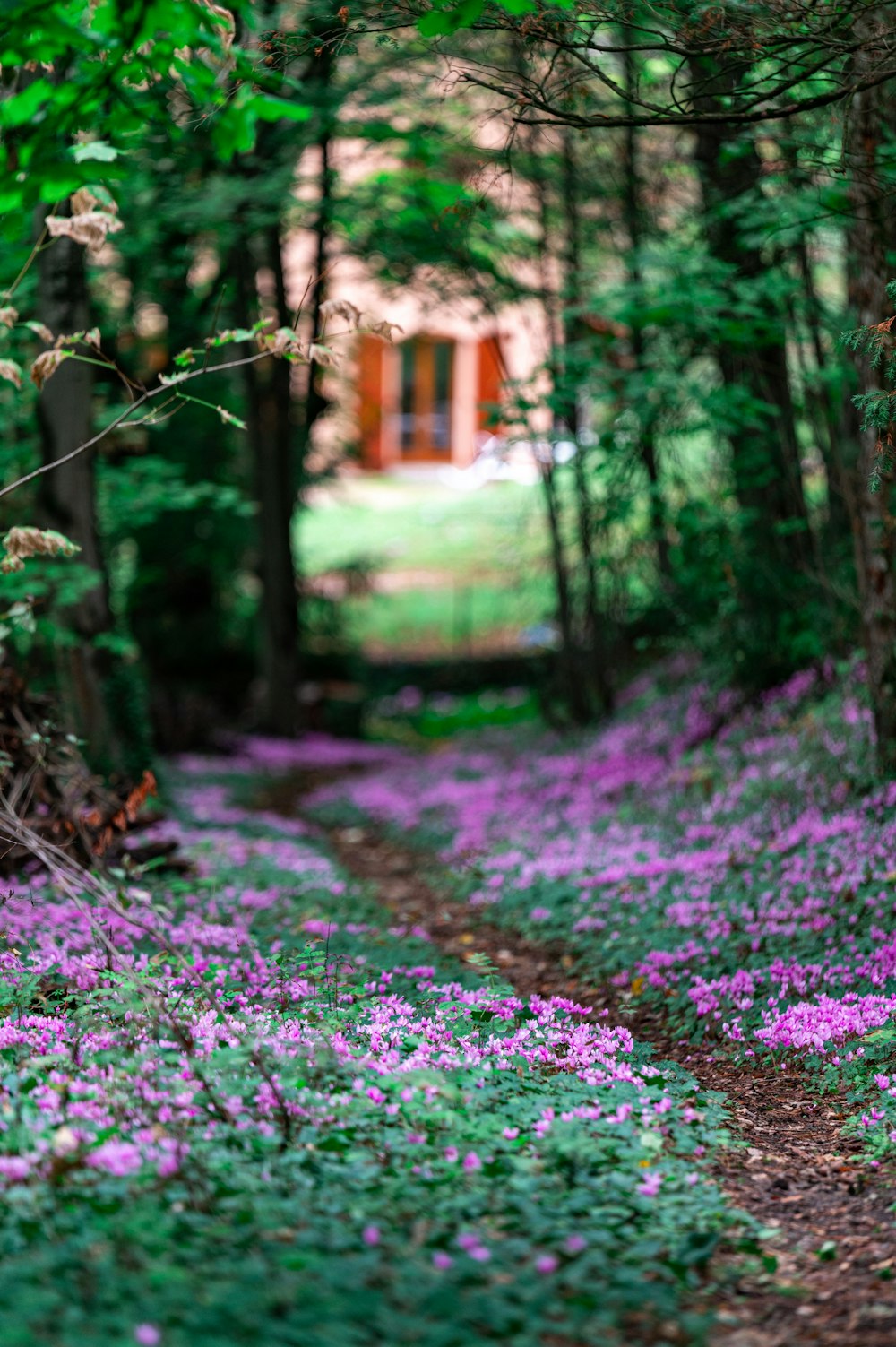 a path in the middle of a forest with purple flowers