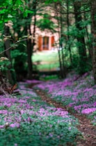 A narrow path winds through a lush forest, bordered by a carpet of vibrant pink flowers. Tall trees with dense green foliage shade the path, creating a serene and secluded atmosphere. In the distance, the blurred image of a building with large windows is visible, suggesting a retreat or cabin set within the natural surroundings.