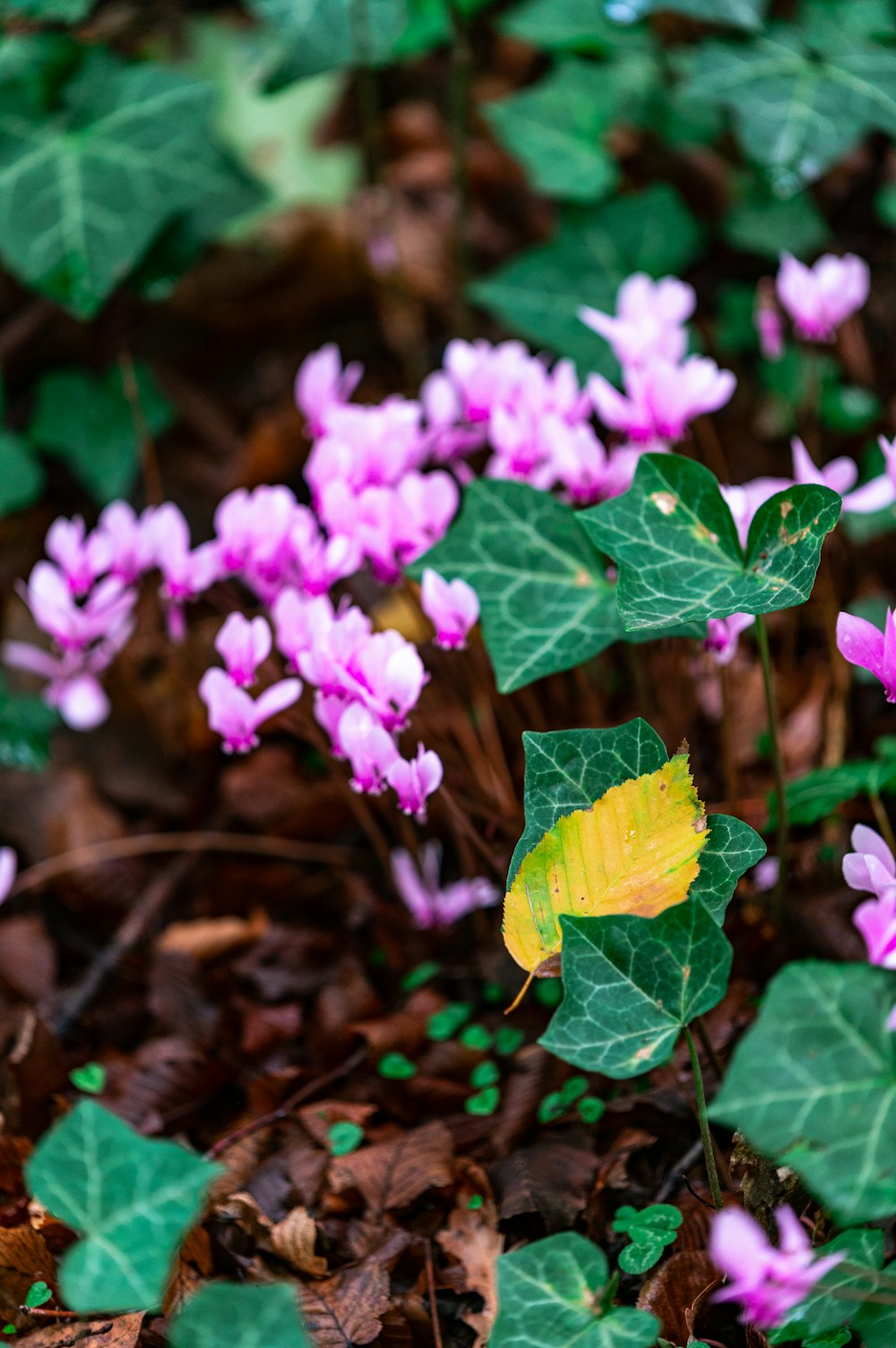 a group of purple flowers with green leaves