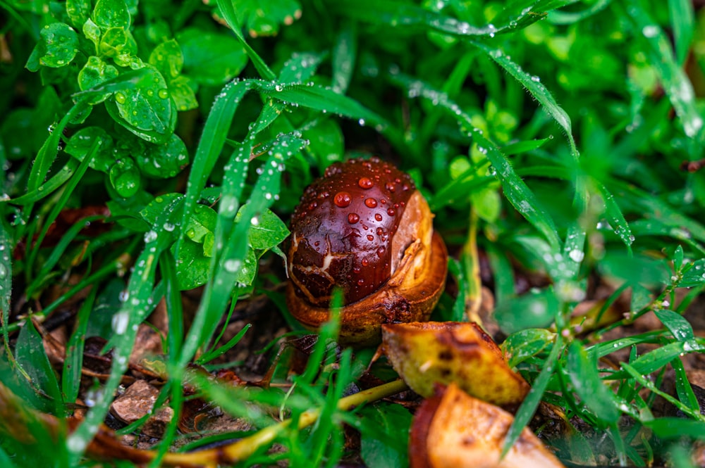 a close up of a mushroom in the grass