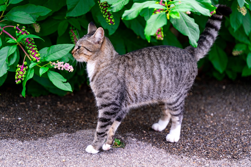 a cat standing in front of a bush with purple flowers