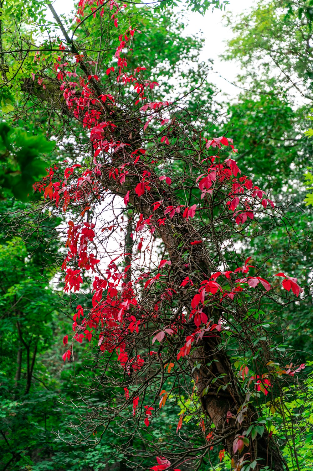 a tree that has some red leaves on it