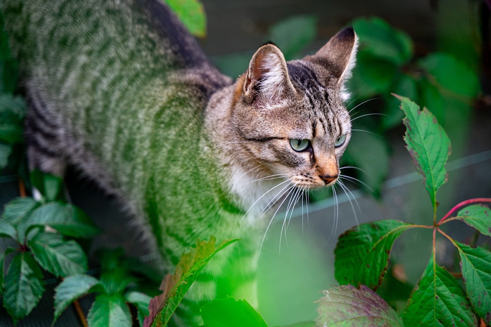 a cat walking through a lush green forest