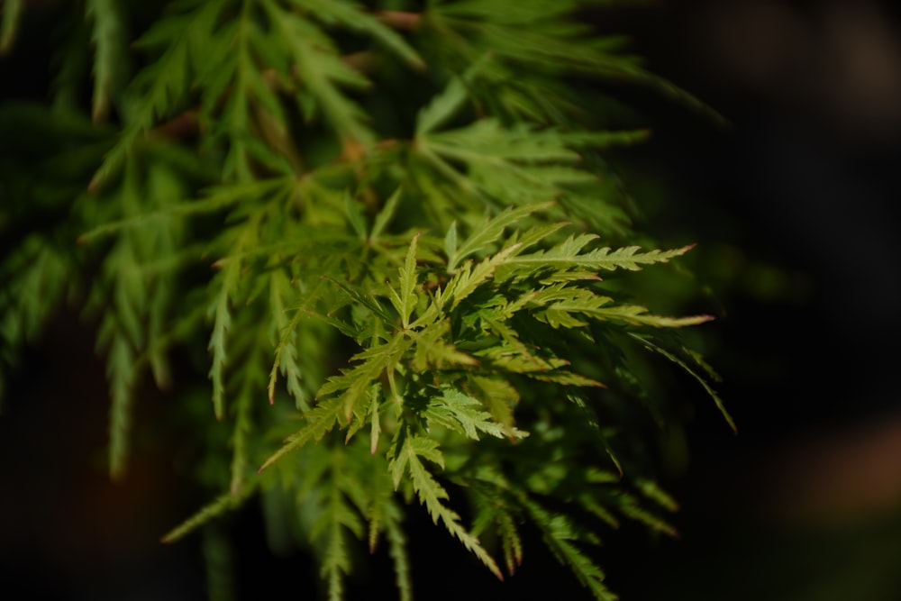 um close up de um galho de árvore verde