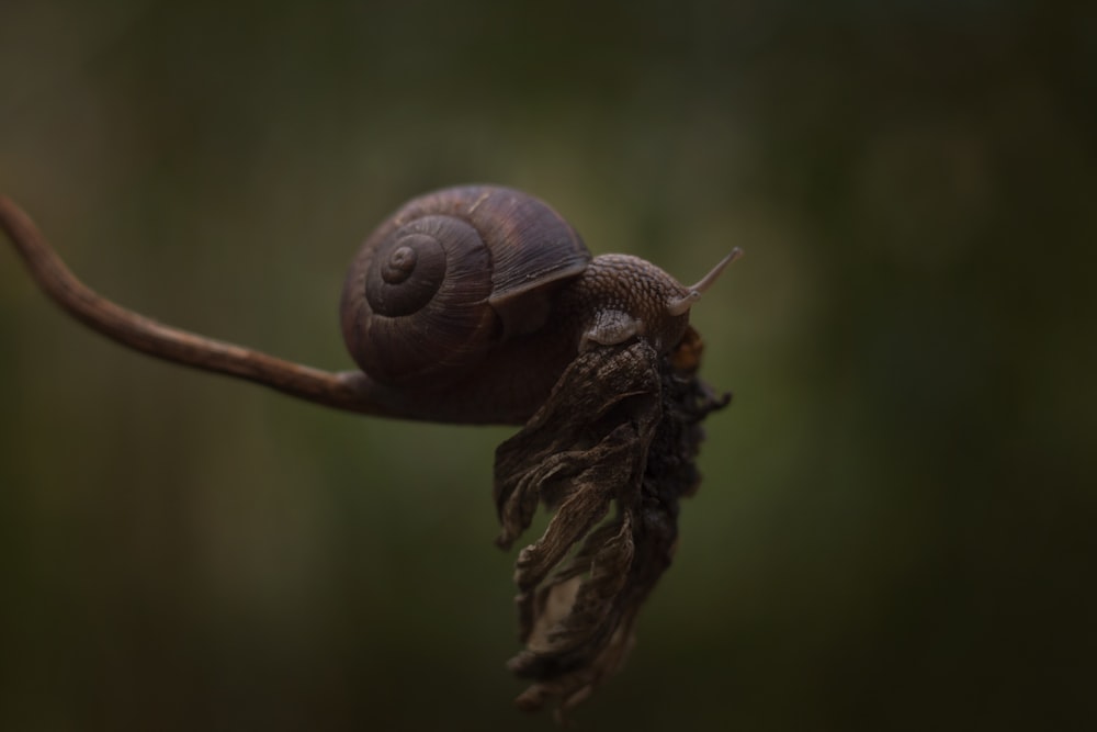 a close up of a snail on a branch