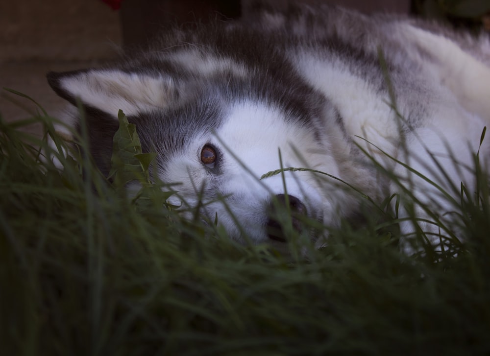 a gray and white dog laying in the grass