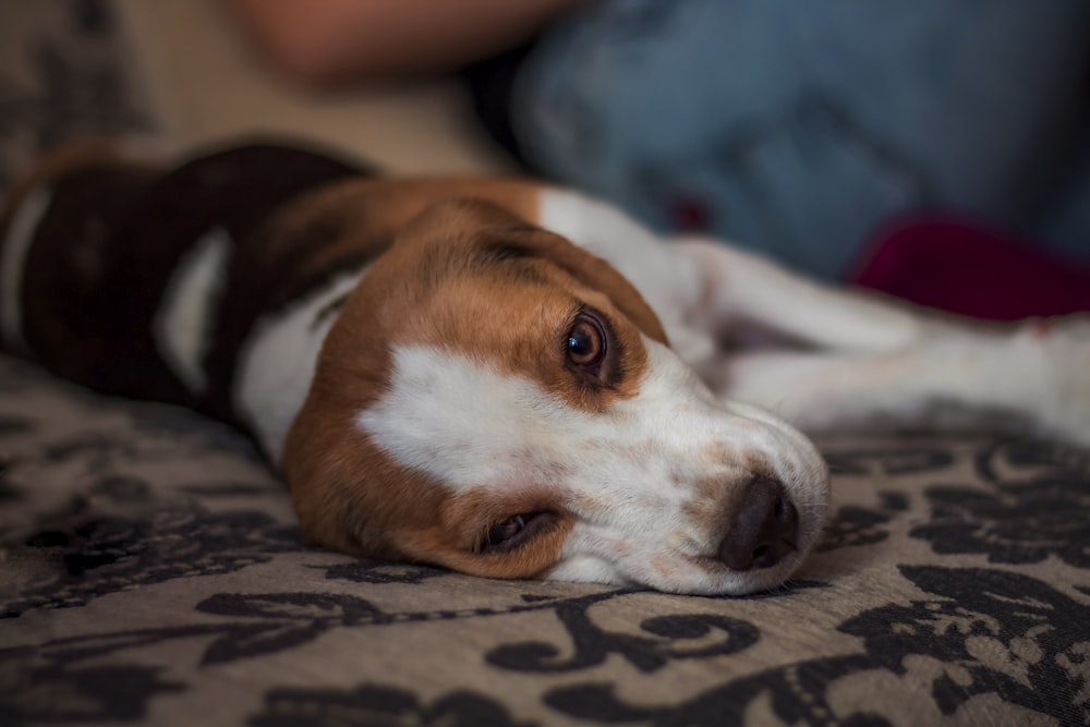 a brown and white dog laying on top of a bed