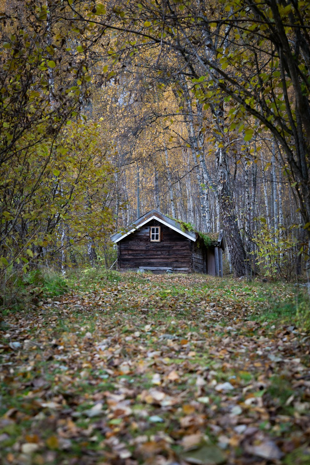 a cabin in the woods surrounded by trees