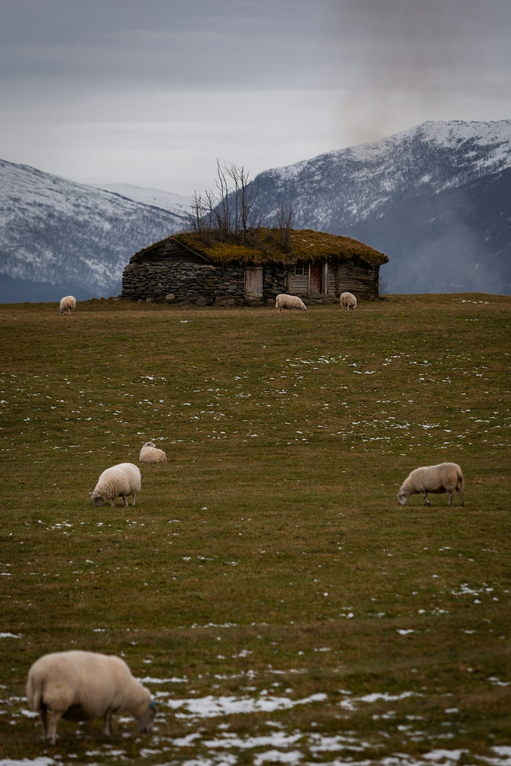 a herd of sheep grazing on a lush green field