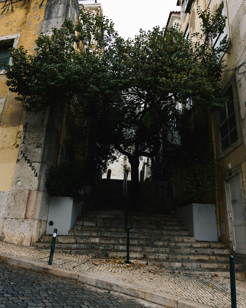 a stone building with a tree growing over the top of it