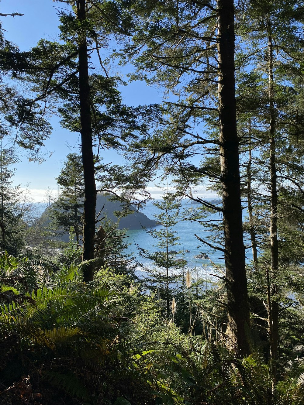 a view of a body of water through some trees