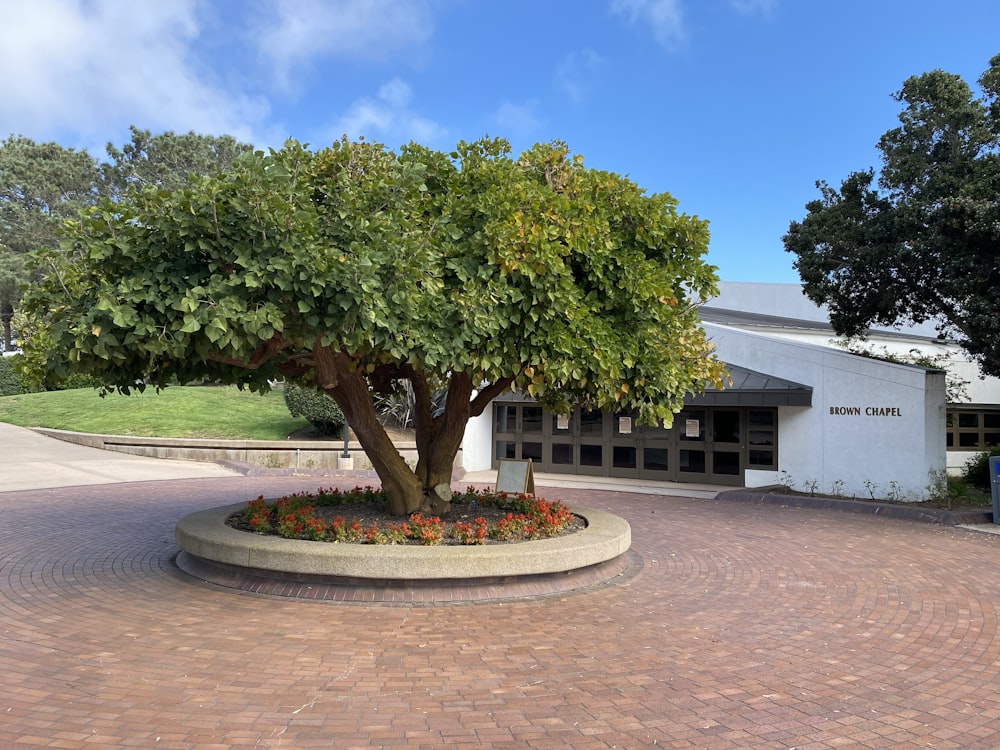 there is a tree in the middle of a circle