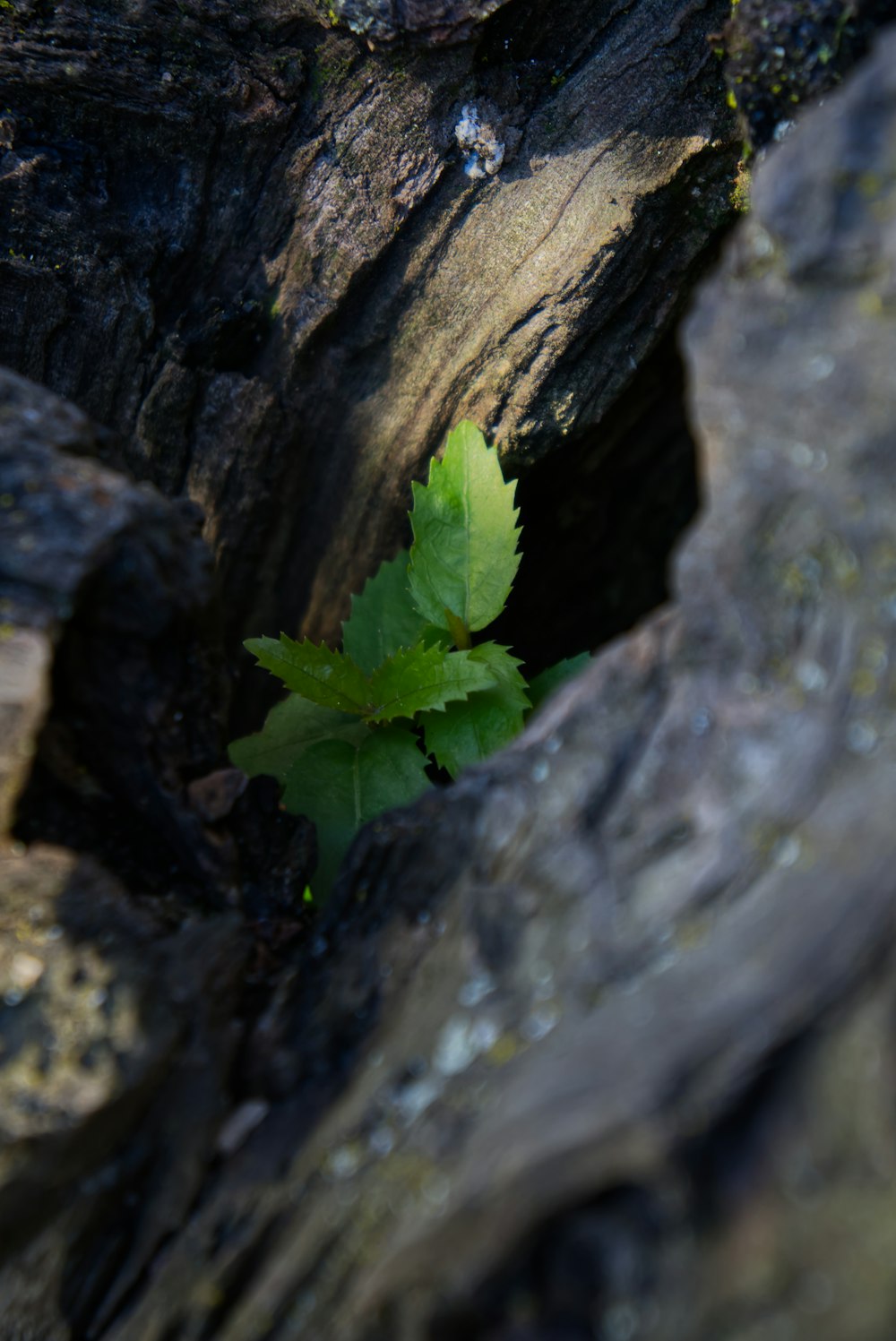 a small green plant growing out of a crack in a rock