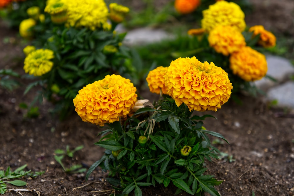 a group of yellow and orange flowers in a garden