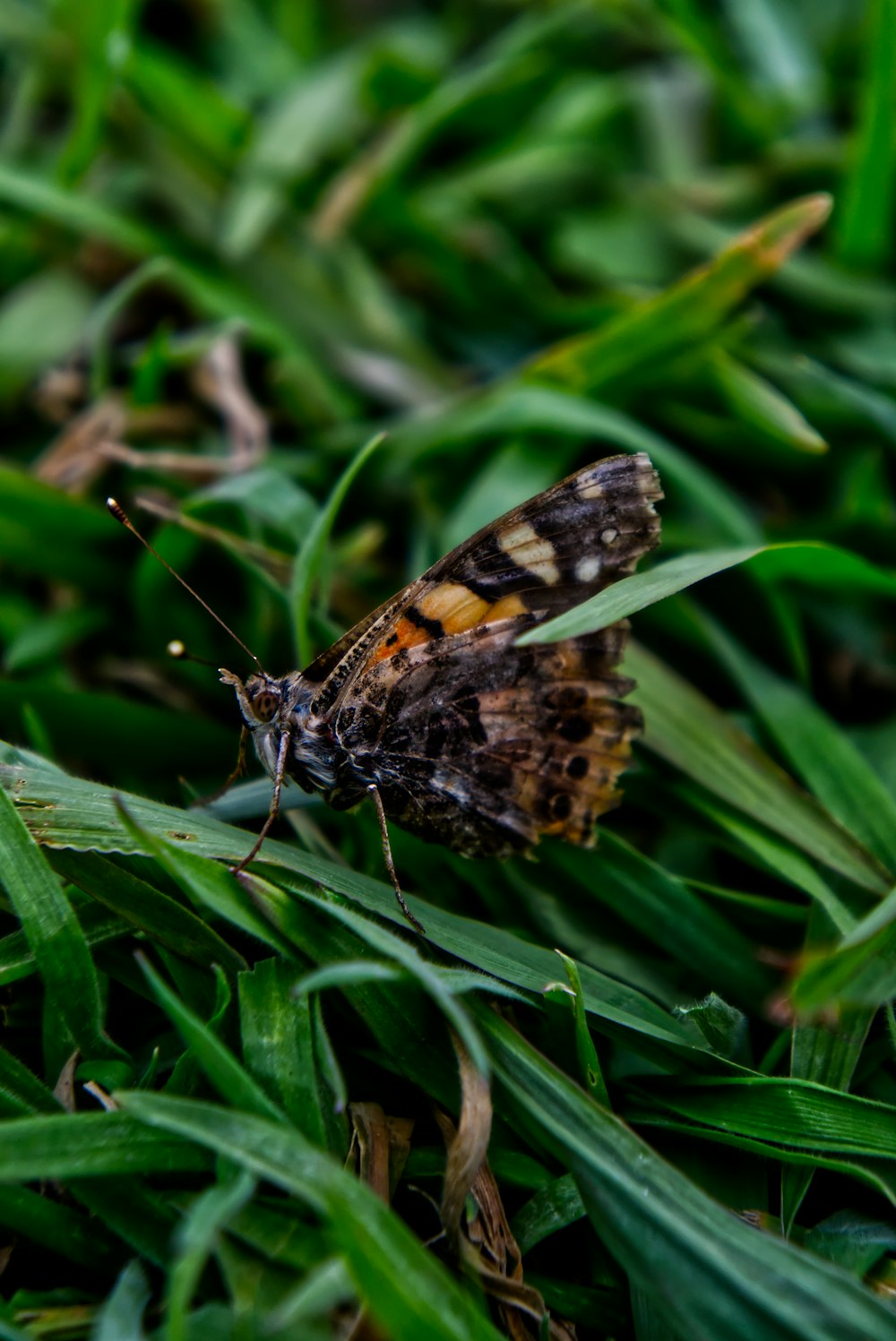 a small butterfly sitting on top of a lush green field