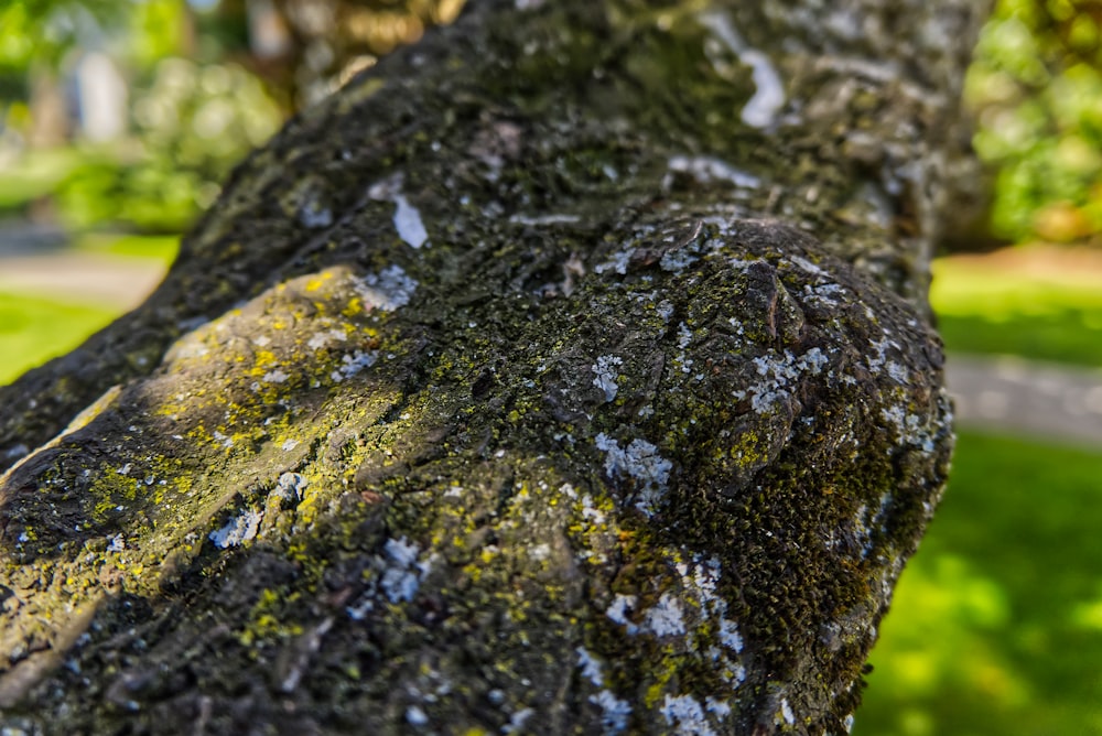 a close up of a tree with moss growing on it