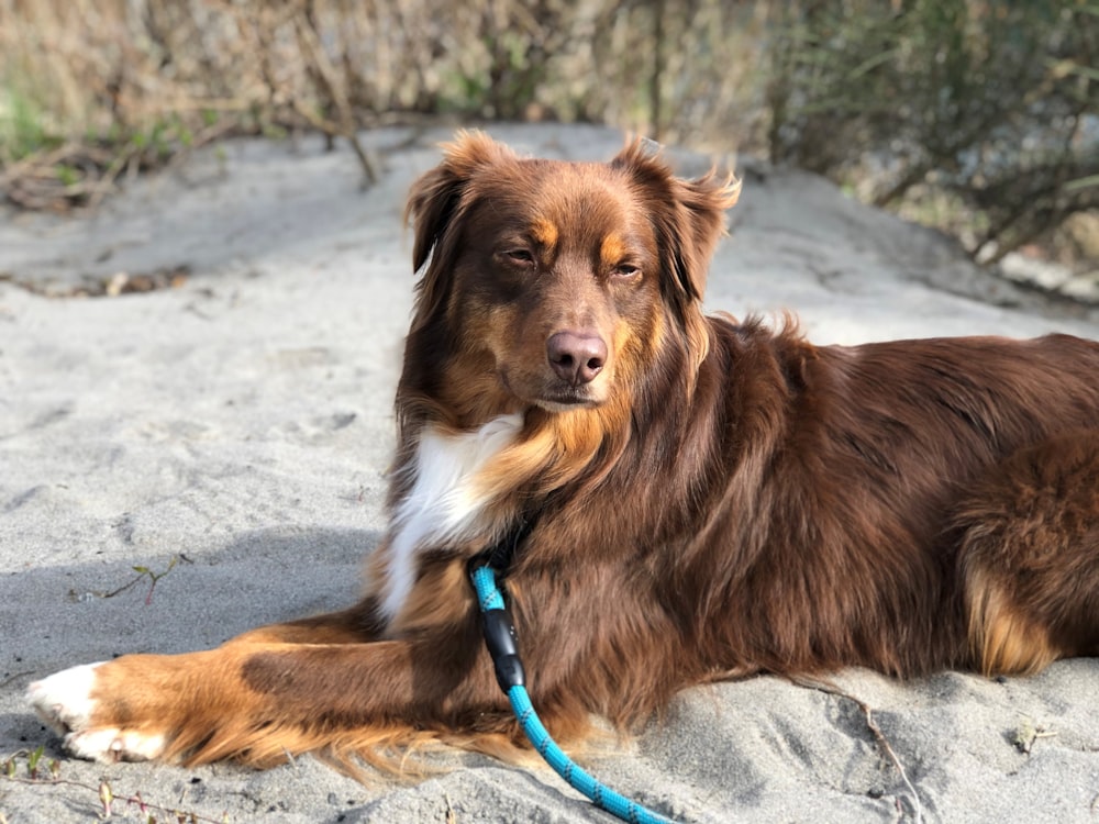 a brown and white dog laying on top of a sandy beach