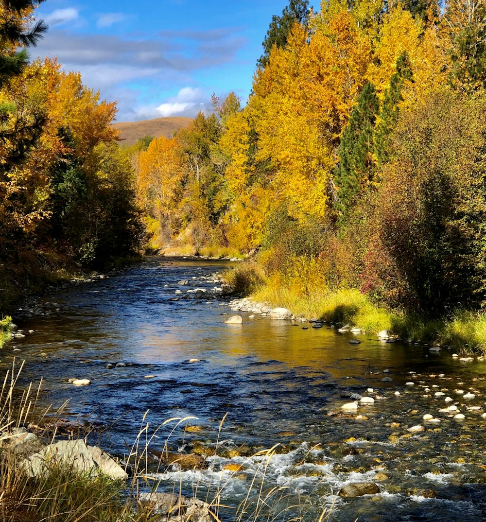 a river running through a forest filled with lots of trees