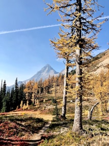 A mountainous landscape with vibrant autumn foliage, featuring tall trees with yellow and orange leaves. A prominent mountain peak rises in the background under a clear blue sky, while a narrow dirt path winds through the grassy terrain. Wispy clouds form streaks across the sky, adding depth to the scene.
