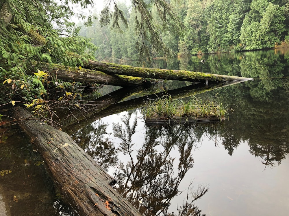 a fallen tree laying on top of a lake