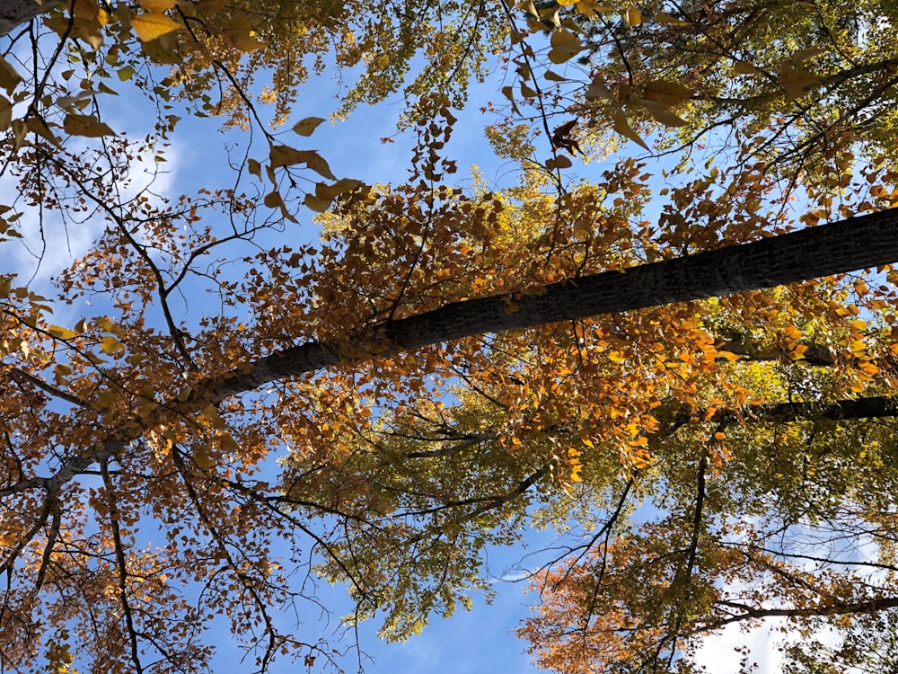 looking up at the tops of trees in autumn