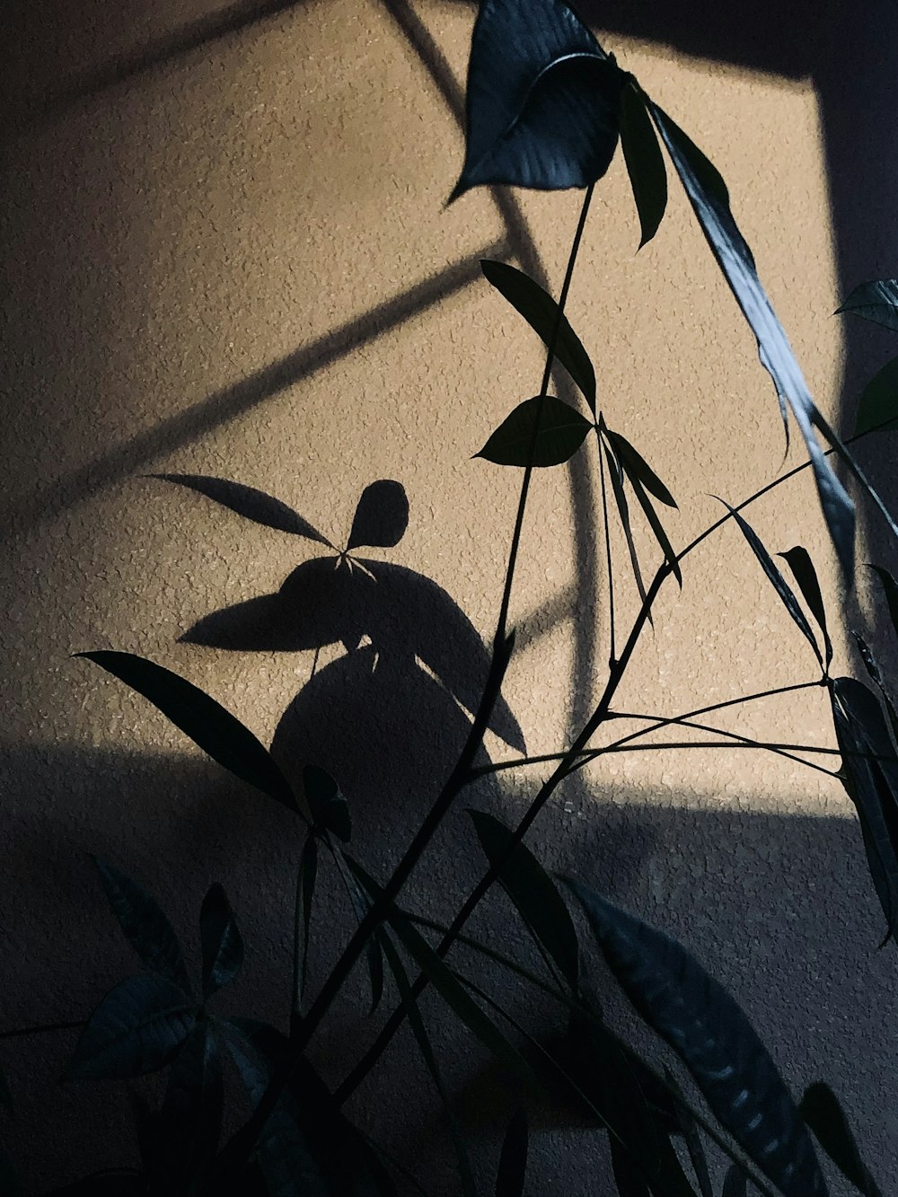 a plant casts a shadow on a wall