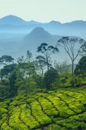 Lush green tea plantations stretching across the misty hills of Munnar.