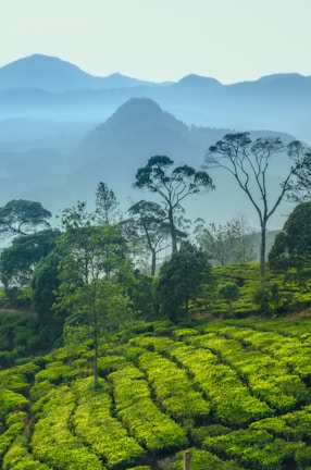 Lush green tea plantations stretching across misty hills.