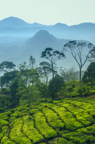 Lush cardamom plantation terraces stretching across the misty high ranges of Idukki.
