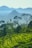 Lush green tea plantations stretch across rolling hills, with scattered tall trees extending upwards. Misty layers of distant mountains create a serene backdrop, offering a sense of tranquility and natural beauty.