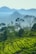 Lush green tea plantations stretch across rolling hills, with scattered tall trees extending upwards. Misty layers of distant mountains create a serene backdrop, offering a sense of tranquility and natural beauty.