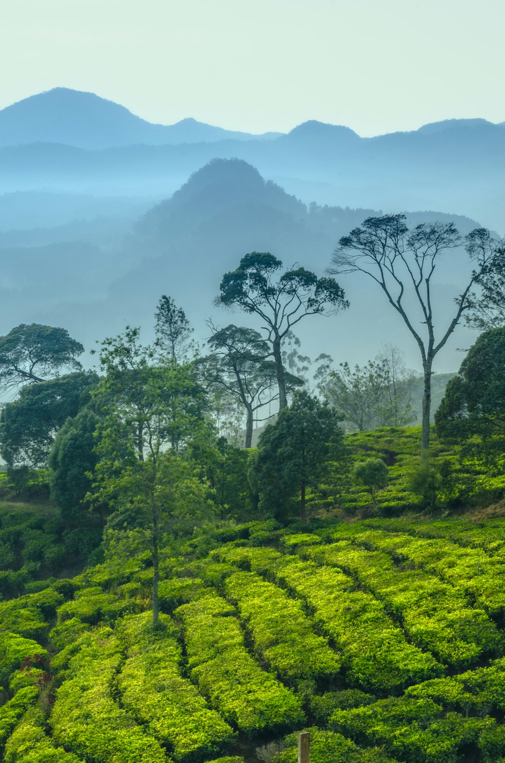 a lush green tea field with mountains in the background