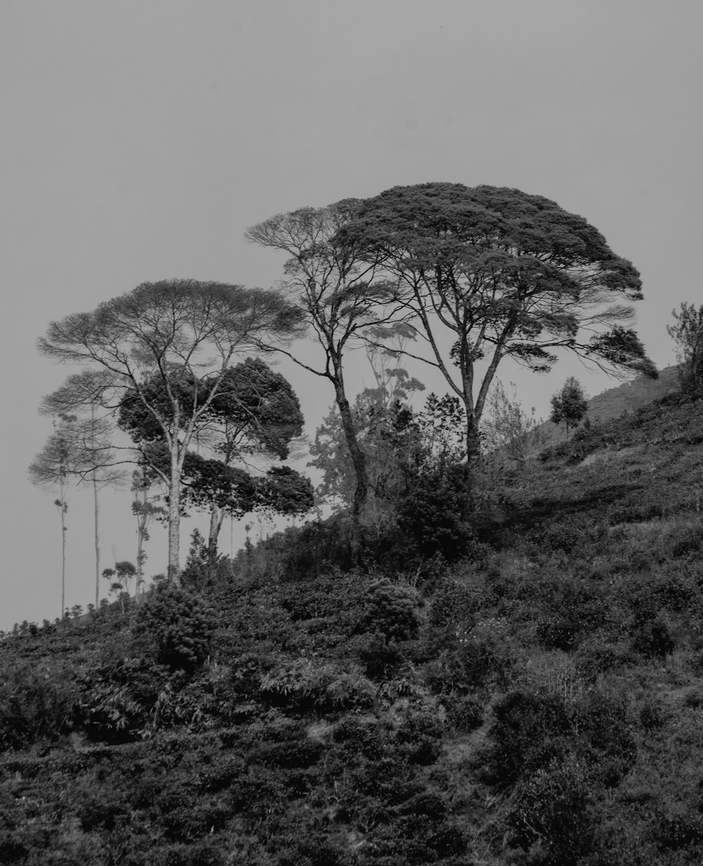 a black and white photo of trees on a hill