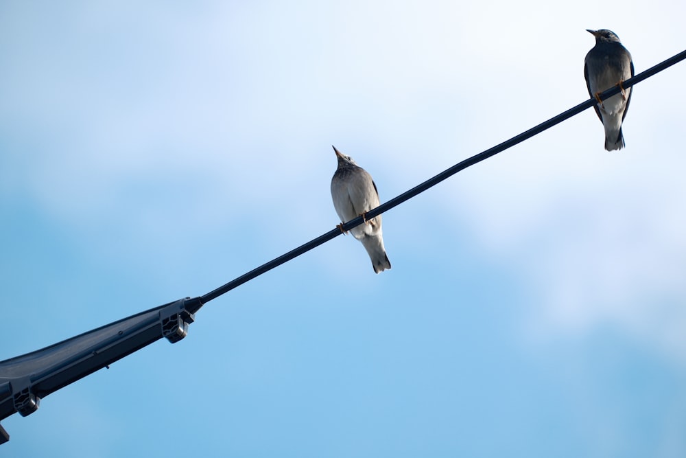 a couple of birds sitting on top of a power line