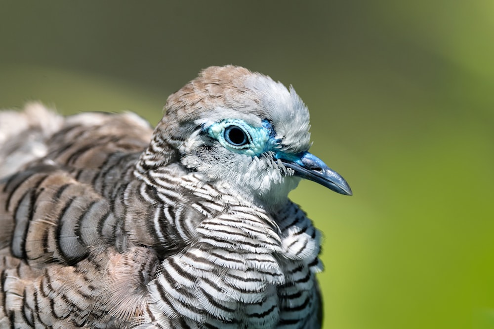 a close up of a bird with a blurry background