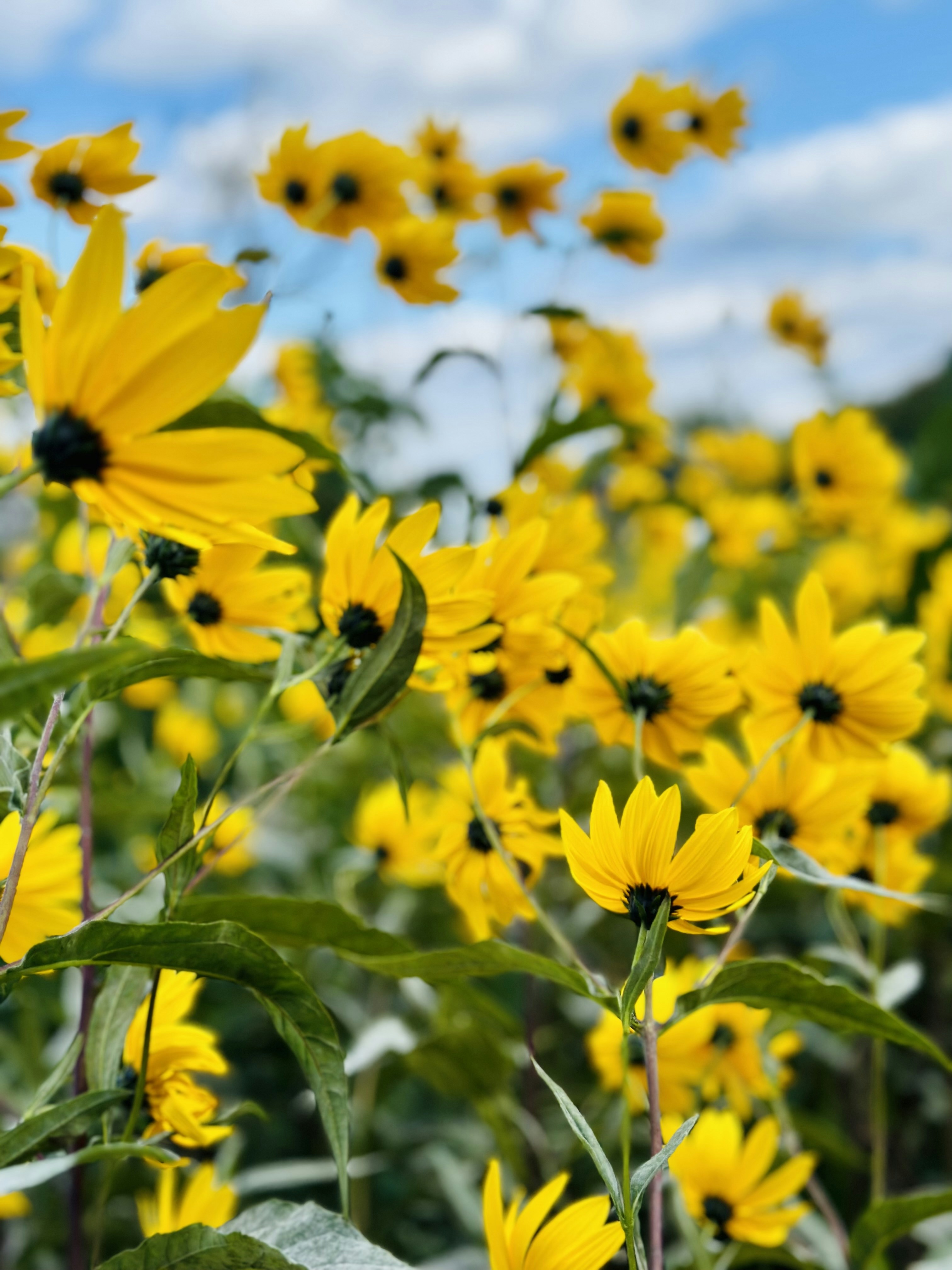 Photo by qureshicaputures