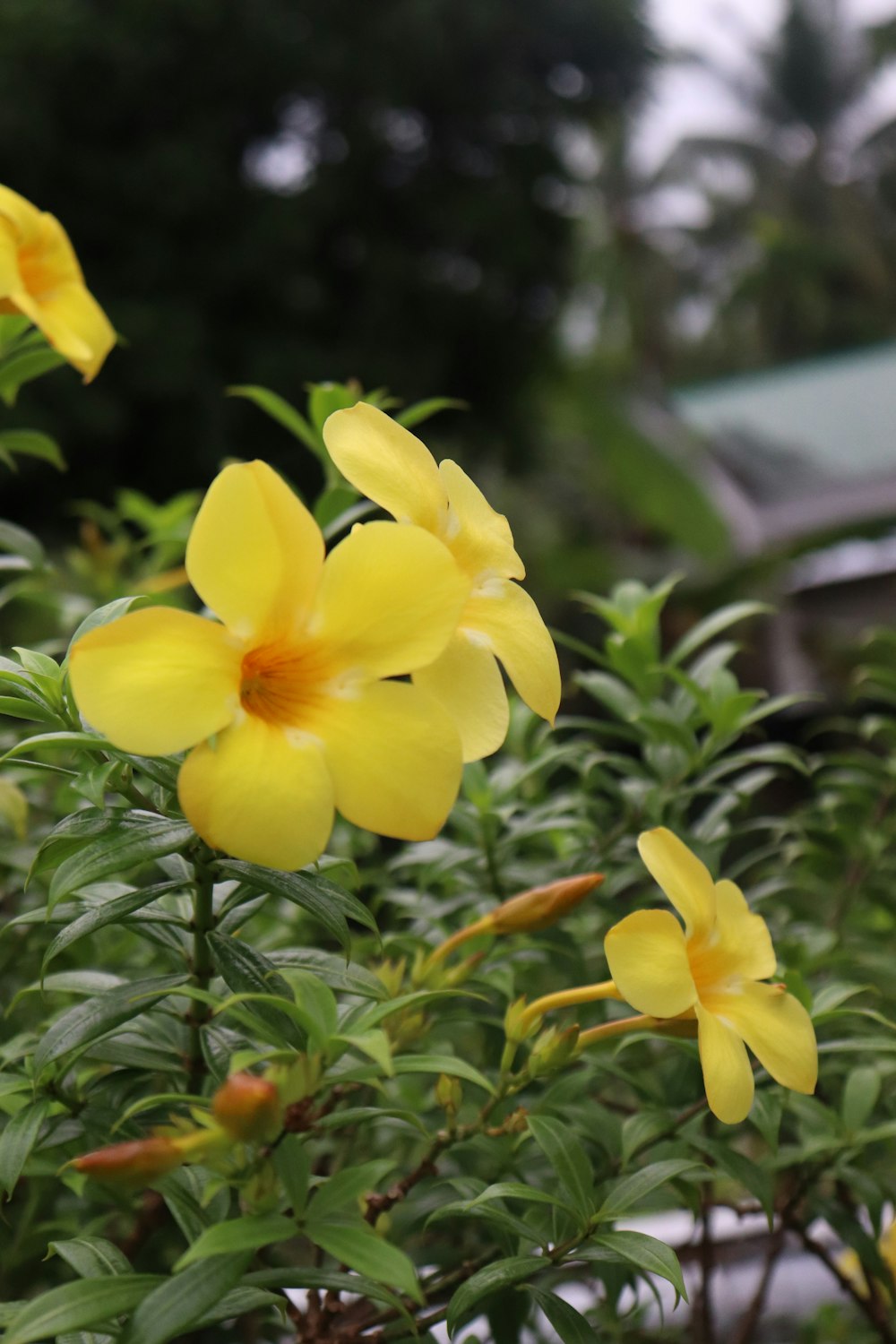 a group of yellow flowers in a garden